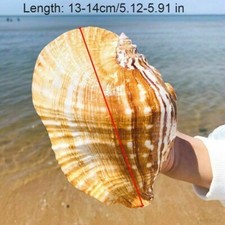 Natürlich Ellobium Shell Muschel Groß See Snail Fisch Tank Aquarium Einrichtung