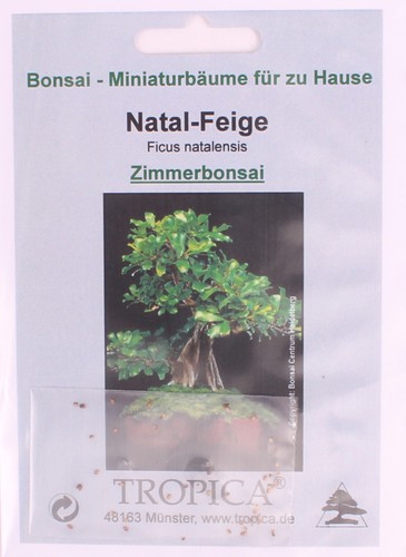Bonsai samen ficus - bonsai,