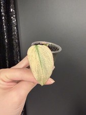 MINT Micans Variegated