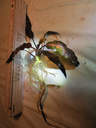 Aquarium wasser pflanze - aquarium,