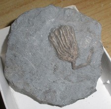 Crinoide seelilie usa karbon - seelilie,