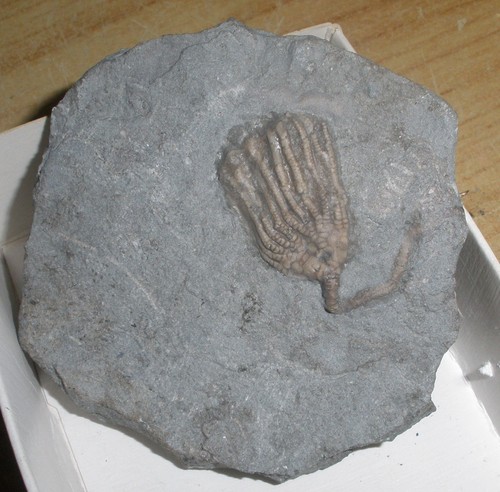 Crinoide seelilie usa karbon - crinoide,