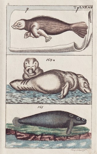 Manati manatee
