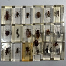 20x Insekten Epoxidharz Mini