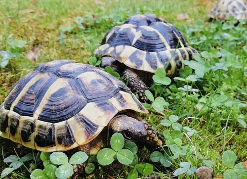 5qm kräutersamen grünfutter - kräutersamen,
