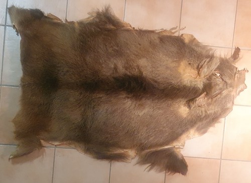 Schönes wildschweinfell - schönes,