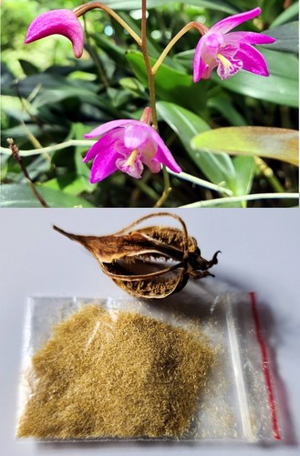 Samen von dendrobium kingianum - samen,