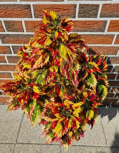 Buntnessel coleus russische - buntnessel,