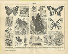 Insekten Insektenfresser Igel Maulwurf Spitzmaus Taurek Käfer Brockhaus 6011