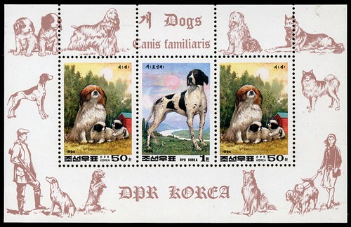 Pointer english pomeranian pom - pointer,