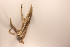 Abwurfstangen Geweihstangen