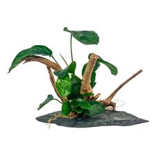 AquaOne 2 Anubias Pflanzen auf Moorkienwurzel mit Schieferplatte Aquarium