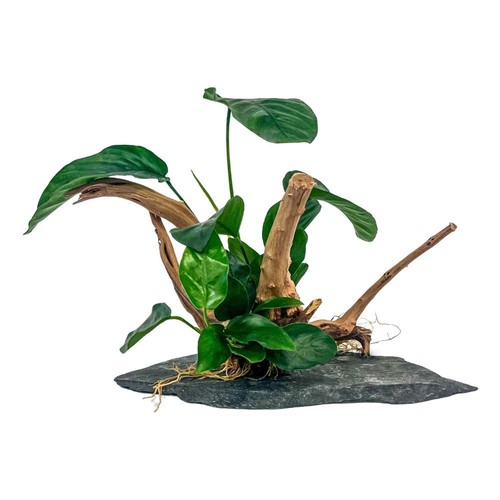 Aquaone anubias pflanzen - aquaone, auf