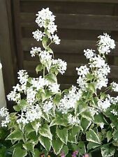 Lunaria annua var. albiflora