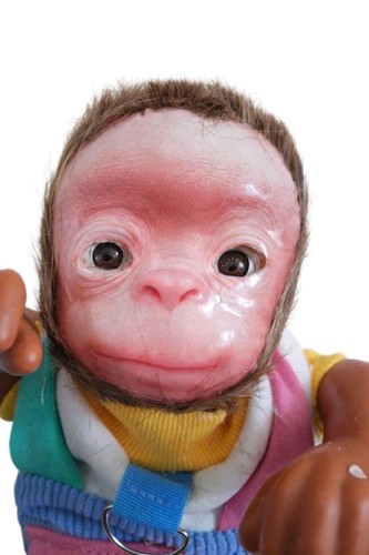 Newborn schimpanse - newborn,