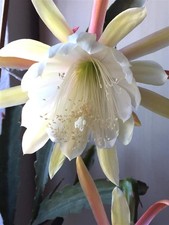Kaktus Kakteen "Epiphyllum