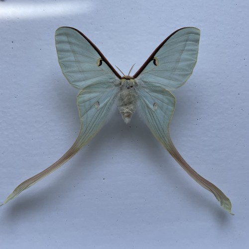 Entomologie*Actias