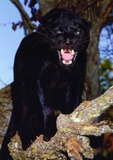 Ansichtskarte: schwarzer Panther - black panther