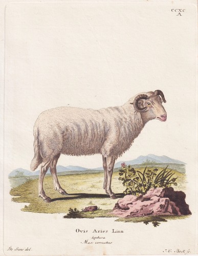 Hausschaf schaf sheep schäfer - schaf,