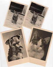 17/1093 AK HUND KATZE um JAHR