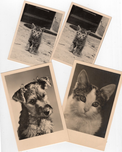 1093 hund katze um jahr - katze,