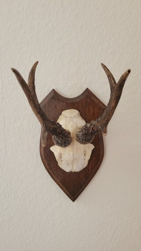 Geweih klein zum - geweih, aufhängen