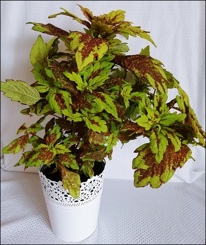 Buntnessel ableger mit - ,