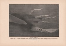 Tintenfische Coleoidea Meeraal Conger Seeaal DRUCK von 1913 