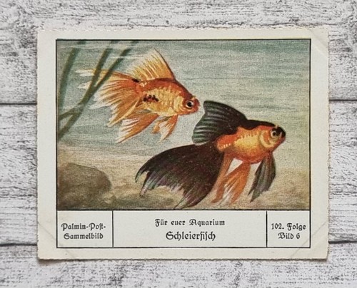 Schleierfisch aquarium palmin - schleierfisch,