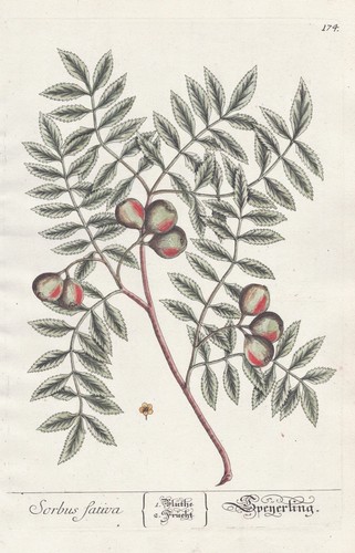 Sorbus mehlbeere vogelbeere - sorbus,