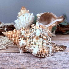 Fasciolaria Trapezium groß 15-17cm echte Deko Muschel Klasse-A Meeresschnecke