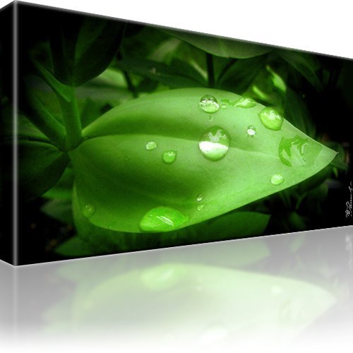 Blatt natur bild bilder - blatt,