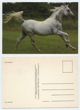 119002 asil araber pferd - -,