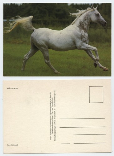 119002 asil araber pferd - asil-araber,