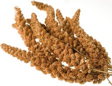 Kolbenhirse ROT/GELB-