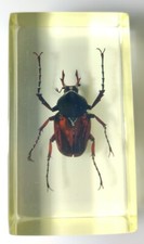 Mini Biester - Insekten in Acryl Acrylblock 7x4x2,5 cm 