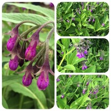 Arznei-Beinwell Symphytum officinale Comfrey TCM Heilpflanze Klostermedizin