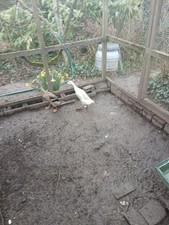 10 Bruteier Laufenten