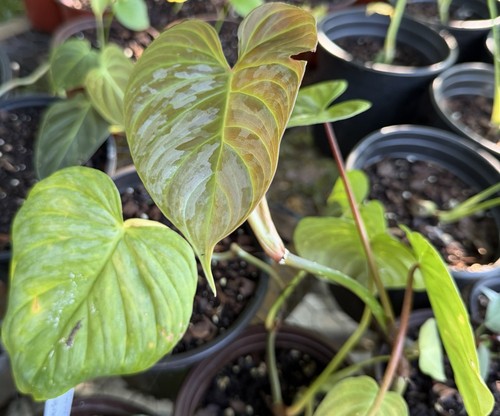 Philodendron majestic node