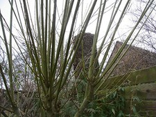 Weidenstecklinge 40 cm Korbmacherweide Flechtweide Salix 30 Stück