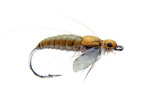 Stück caddis pupa - caddis, (25mm)