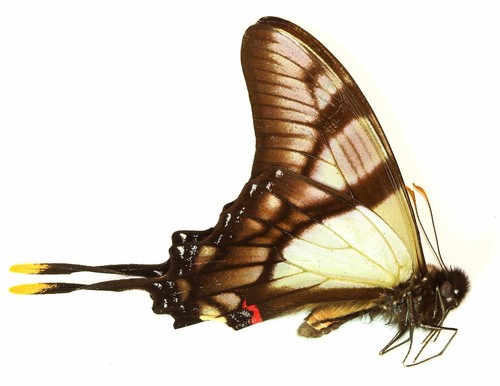 Lepidoptera papilionidae - lepidoptera,,