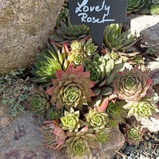 2x Kindel Sempervivum * Lovely Roset  Züchtersorte Hauswurz Dachwurz