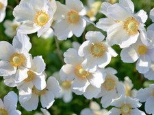 Herbst Anemone hupehensis