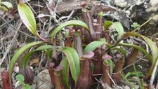 NEPENTHES GRACILIS –