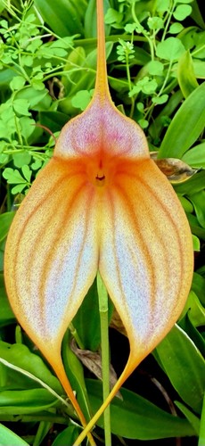 Masdevallia amazing glow new - glow,