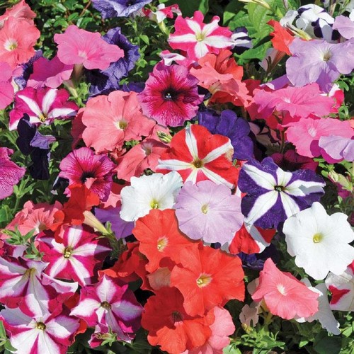 40x petunia mix bunte - 40x,