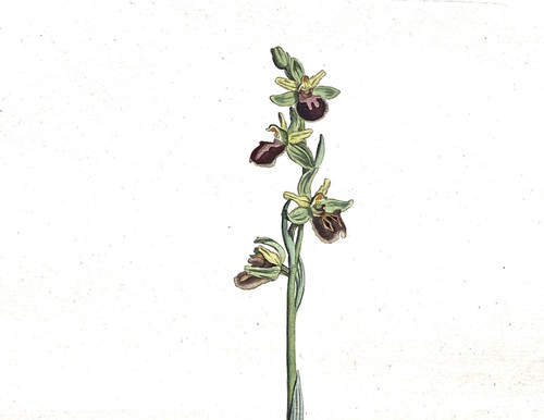 Antiker botanischer - antiker,