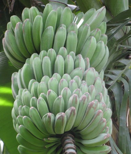 Samen monsterbanane vitamine - samen,