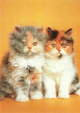 Katzen Grau Weis Rot Schwarz Babys